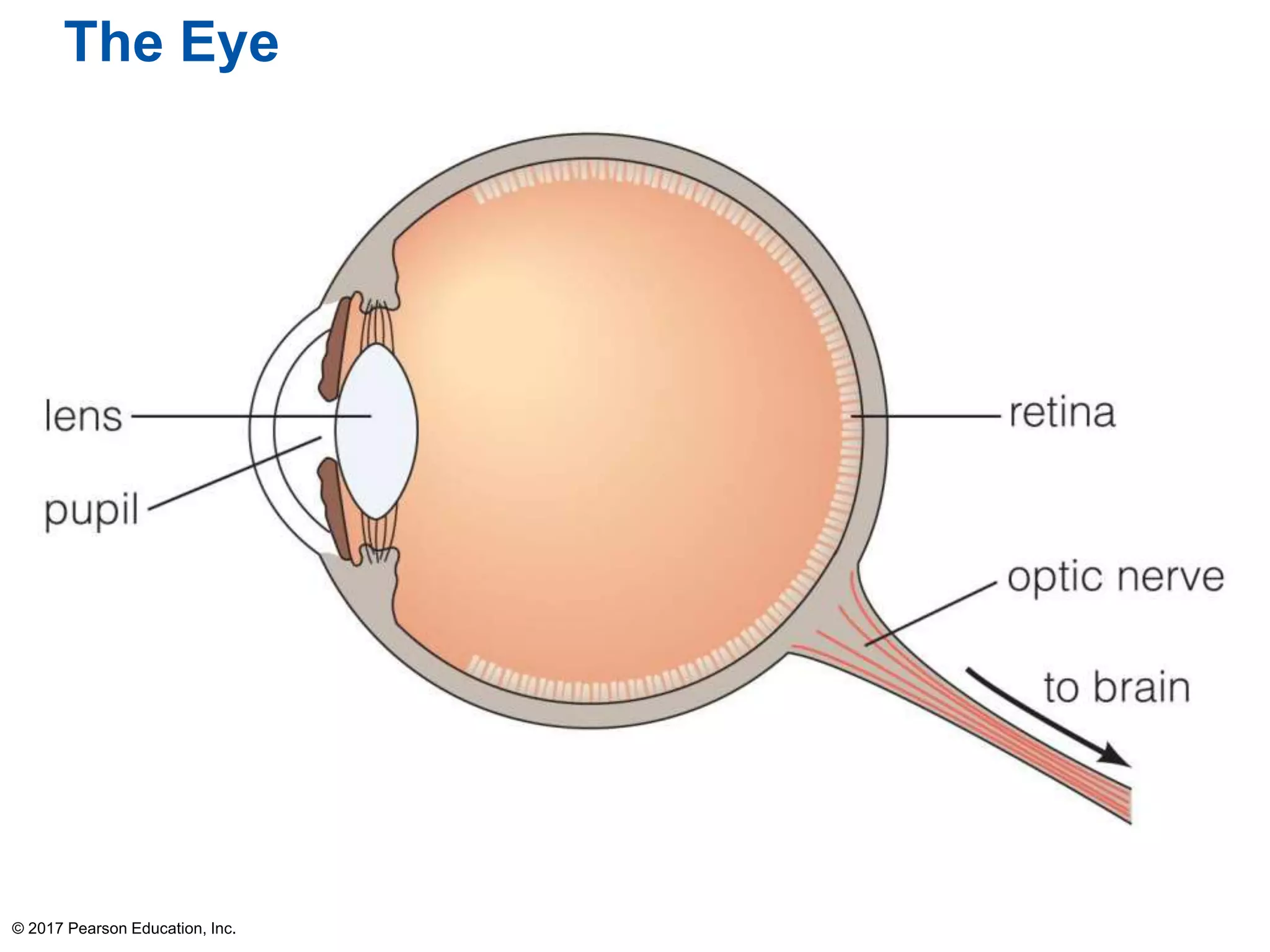 The Eye
© 2017 Pearson Education, Inc.
 