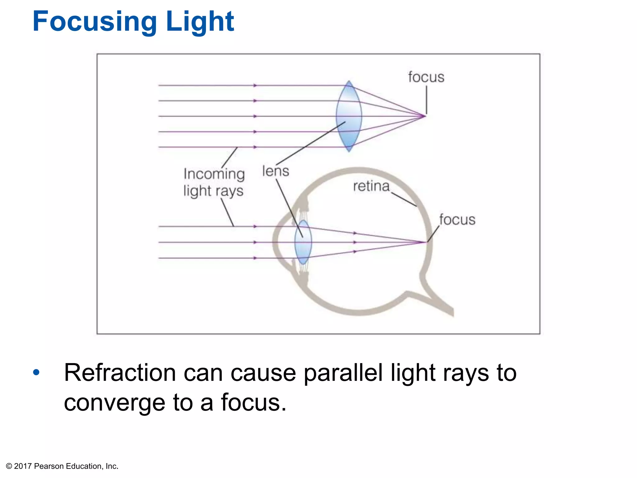 Focusing Light
• Refraction can cause parallel light rays to
converge to a focus.
© 2017 Pearson Education, Inc.
 