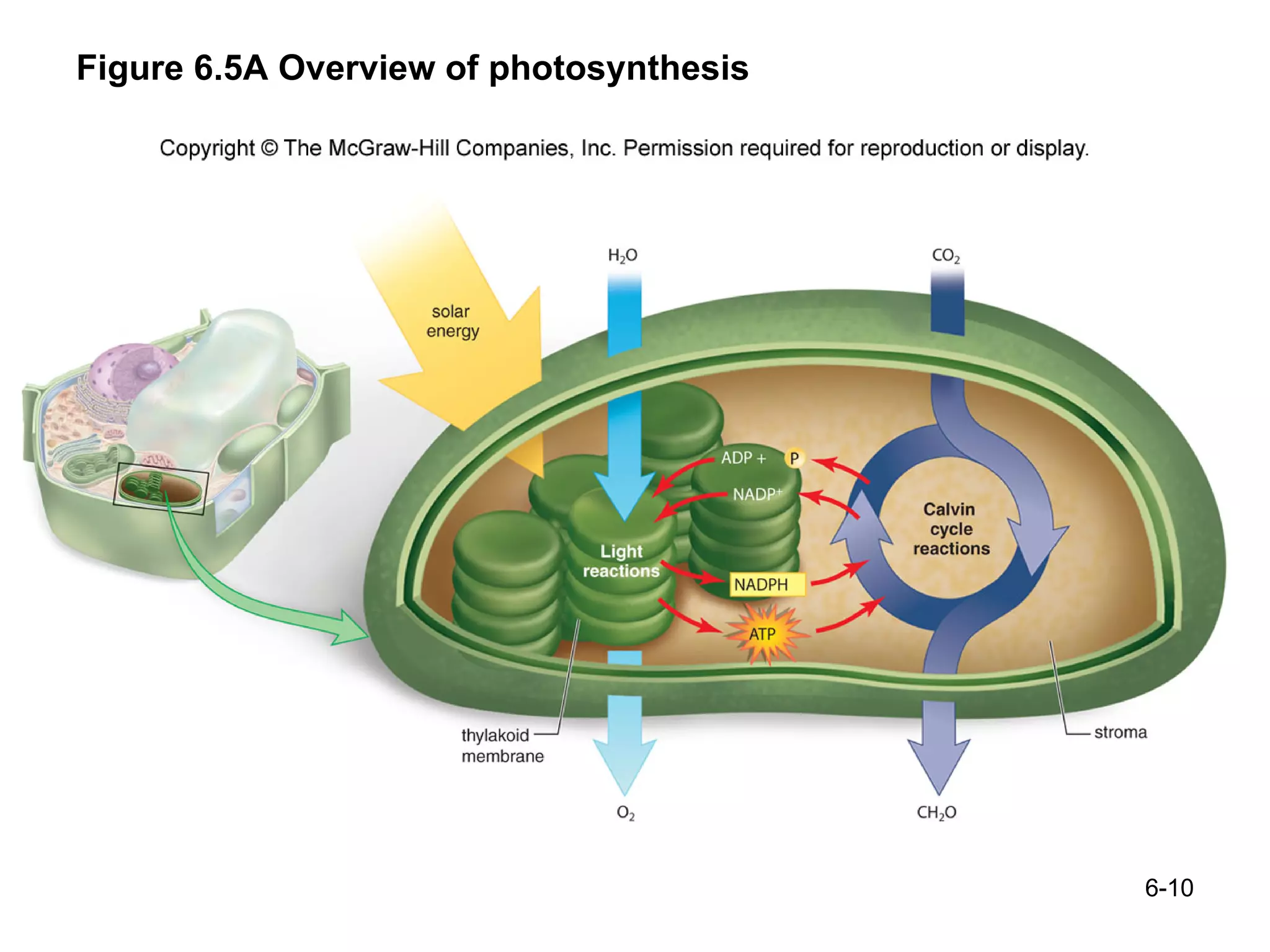 Figure 6.5A Overview of photosynthesis 