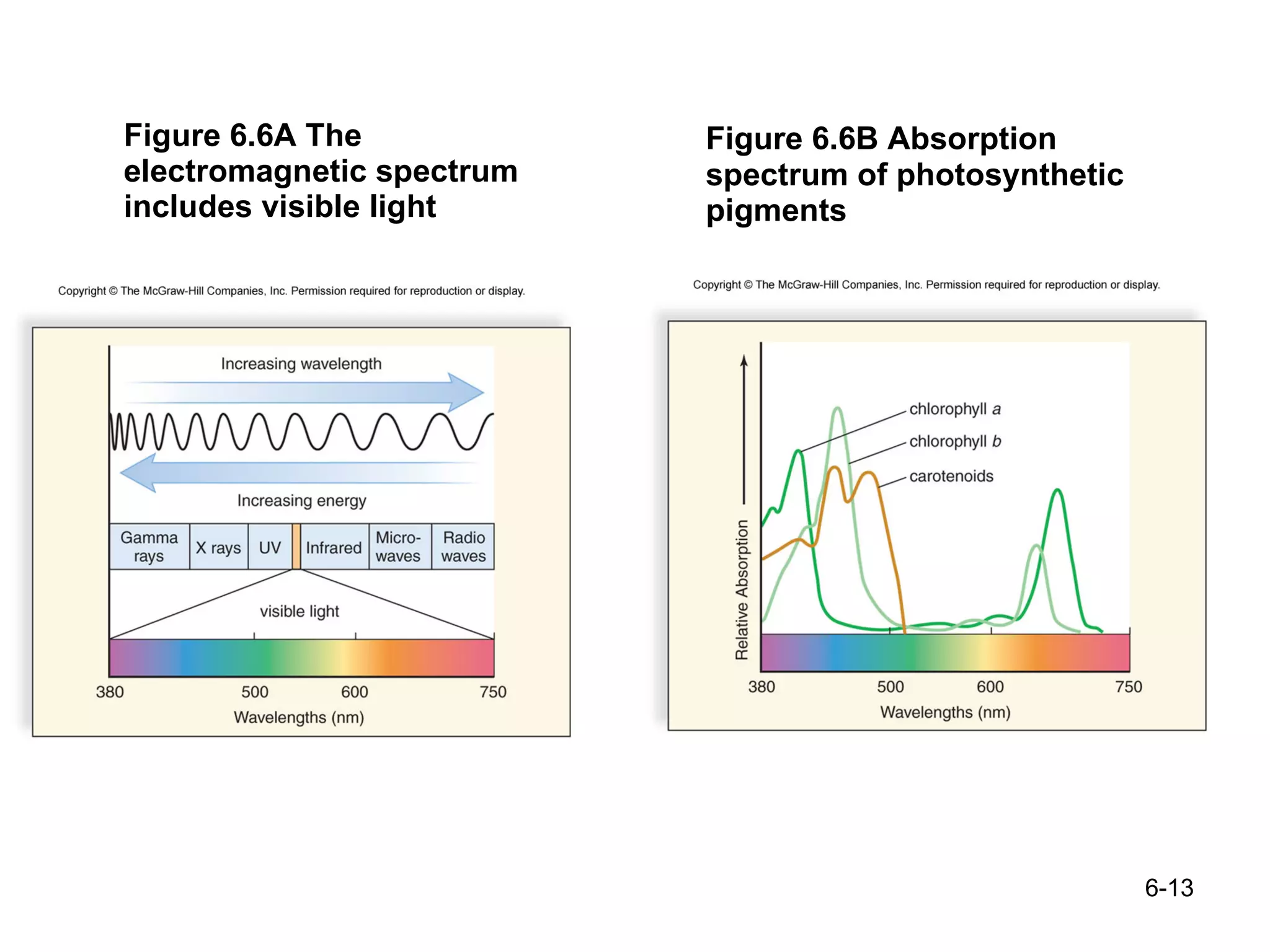 Figure 6.6A The electromagnetic spectrum includes visible light Figure 6.6B Absorption spectrum of photosynthetic pigments 