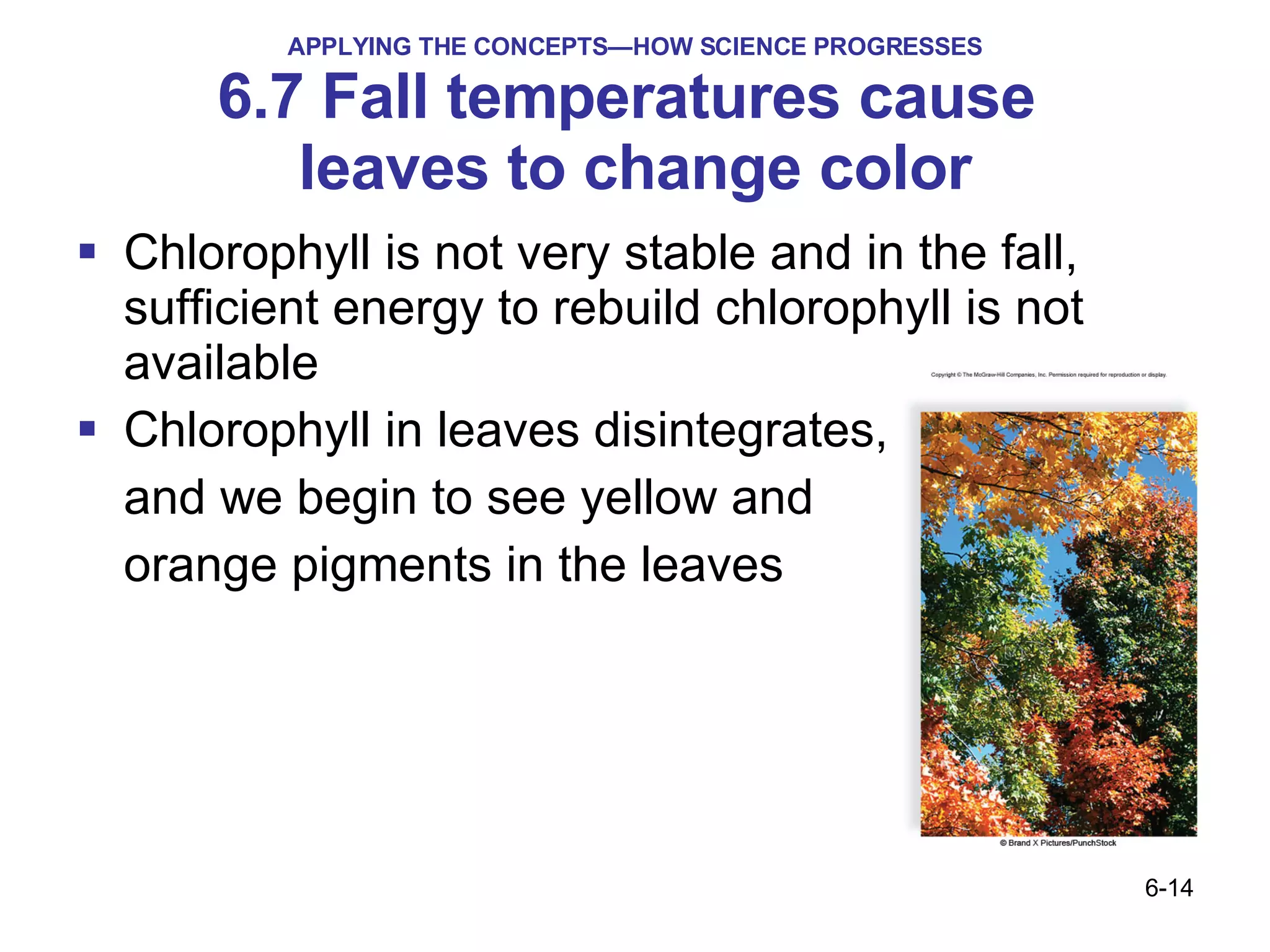 APPLYING THE CONCEPTS—HOW SCIENCE PROGRESSES 6.7 Fall temperatures cause  leaves to change color Chlorophyll is not very stable and in the fall, sufficient energy to rebuild chlorophyll is not available Chlorophyll in leaves disintegrates,  and we begin to see yellow and  orange pigments in the leaves 