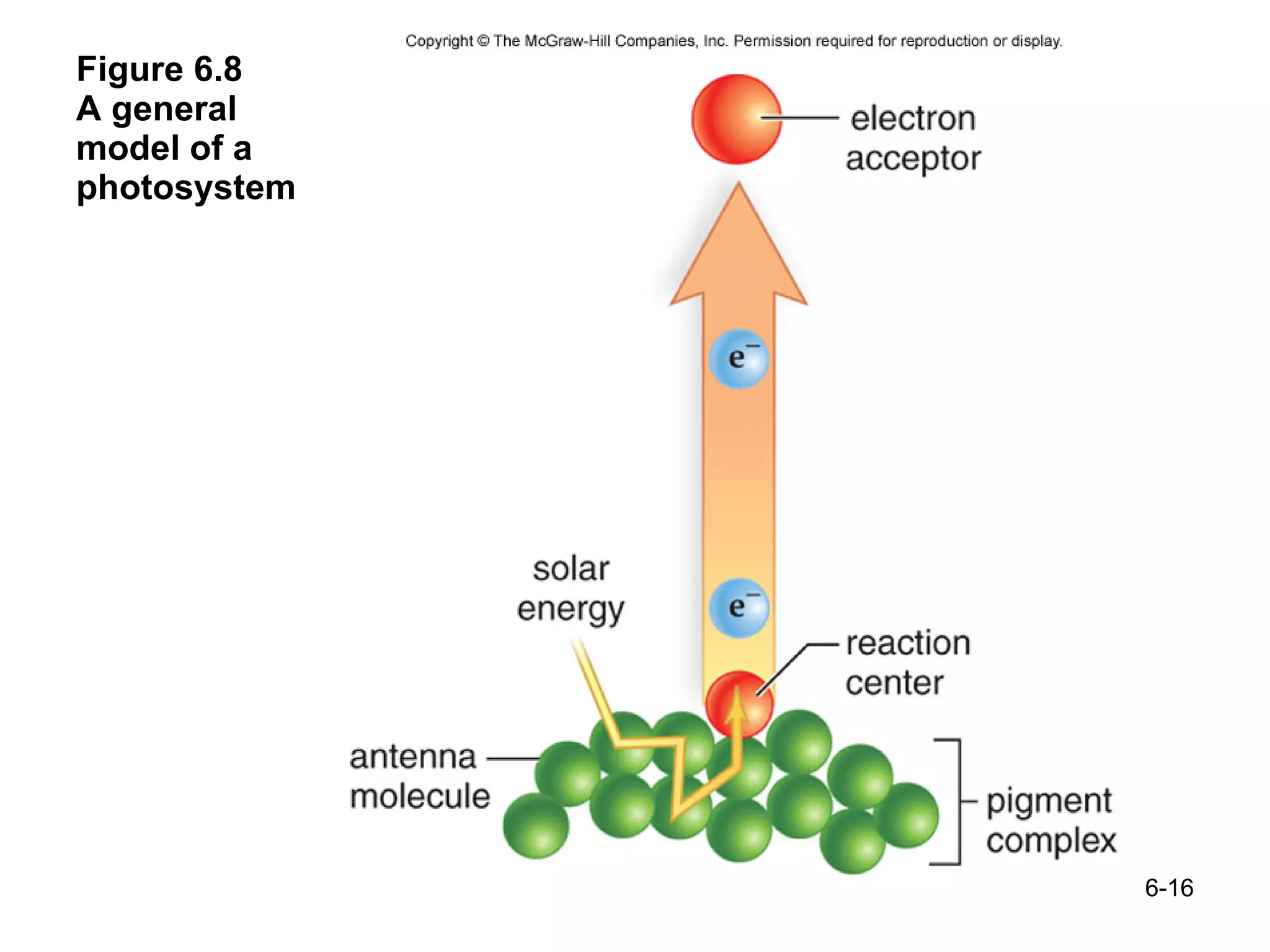 Figure 6.8  A general  model of a  photosystem 