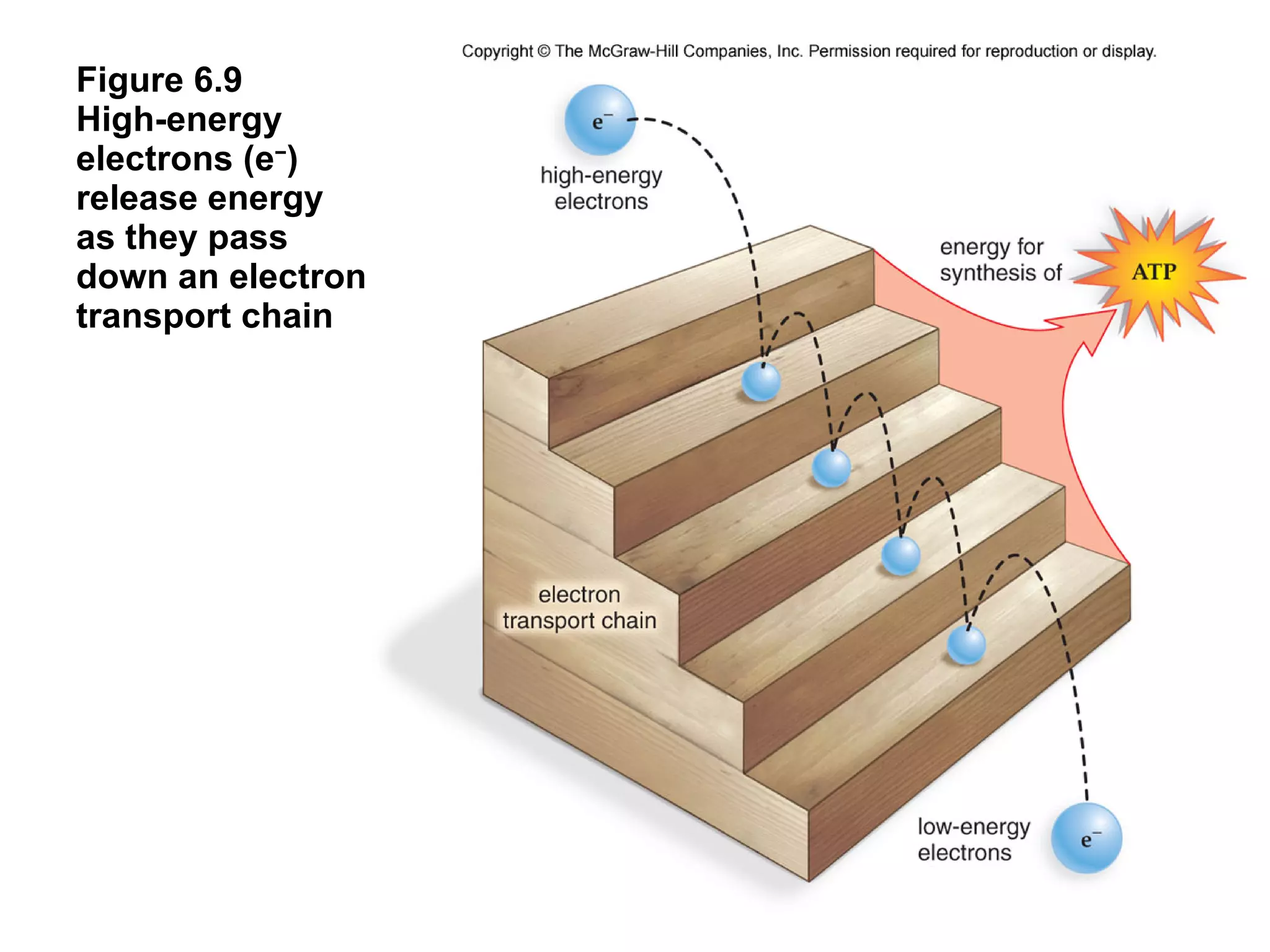 Figure 6.9  High-energy  electrons (e − )  release energy  as they pass  down an electron  transport chain 