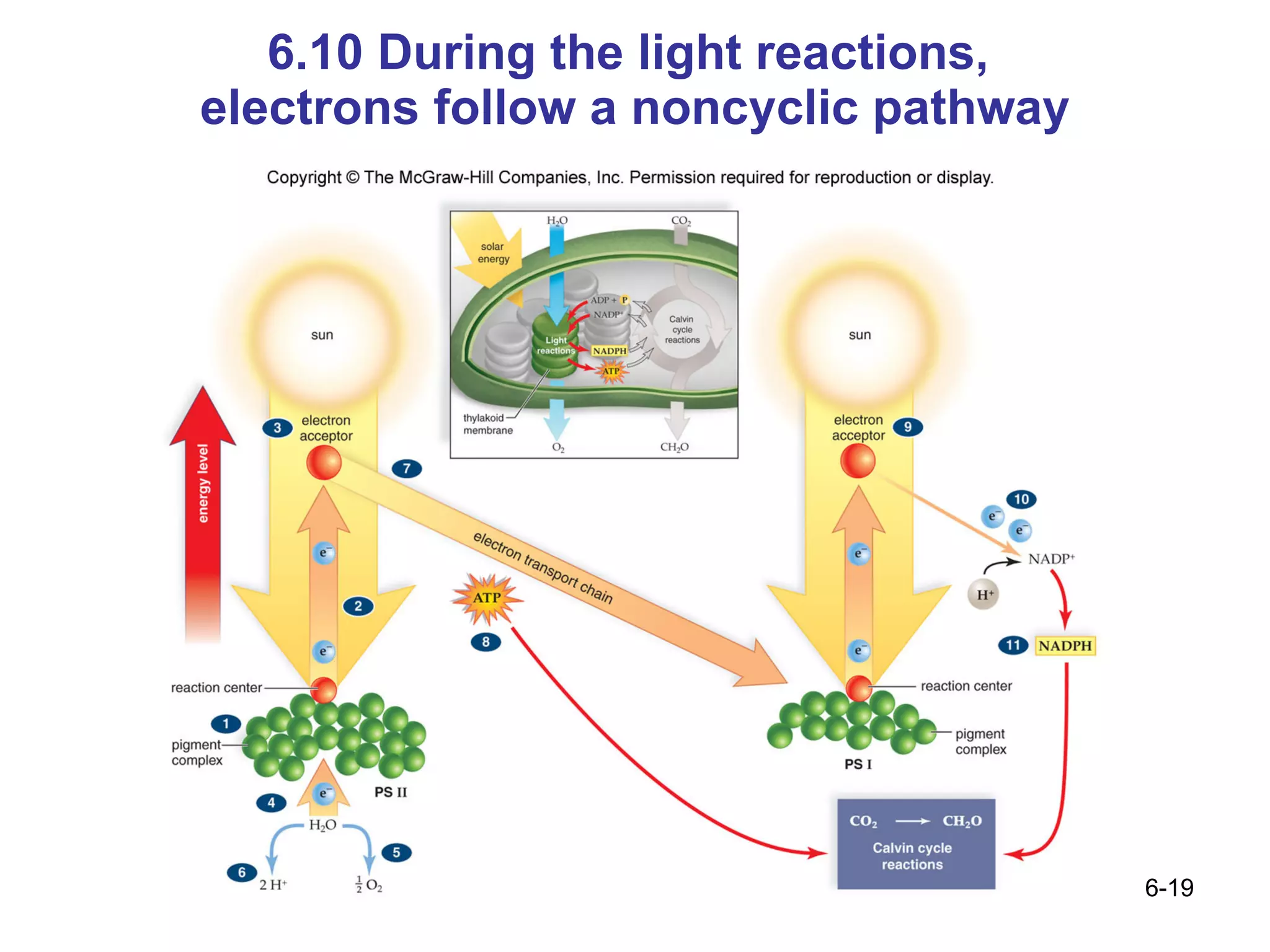 6.10 During the light reactions,  electrons follow a noncyclic pathway 