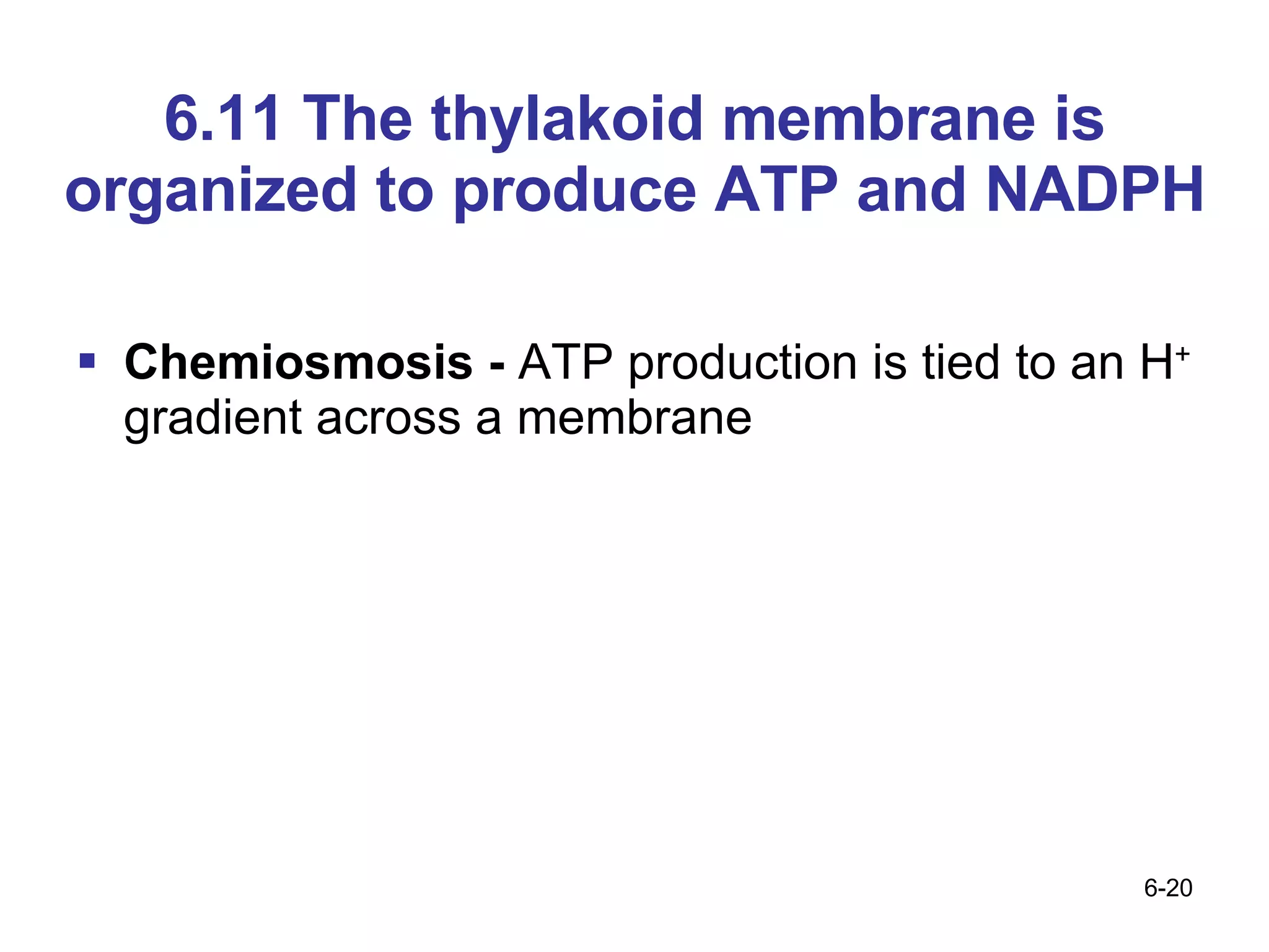 6.11 The thylakoid membrane is organized to produce ATP and NADPH Chemiosmosis -  ATP production is tied to an H +  gradient across a membrane 
