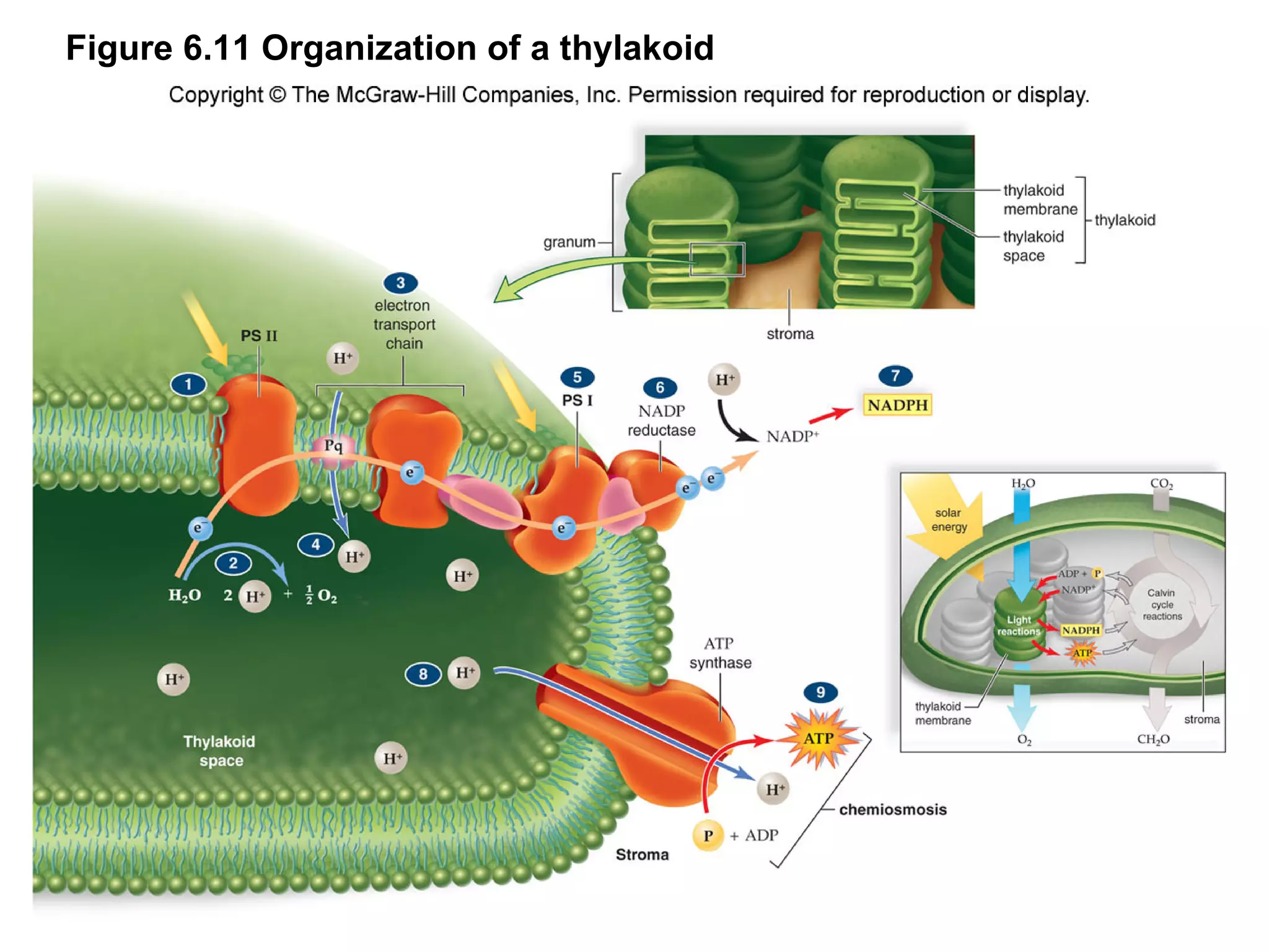 Figure 6.11 Organization of a thylakoid 