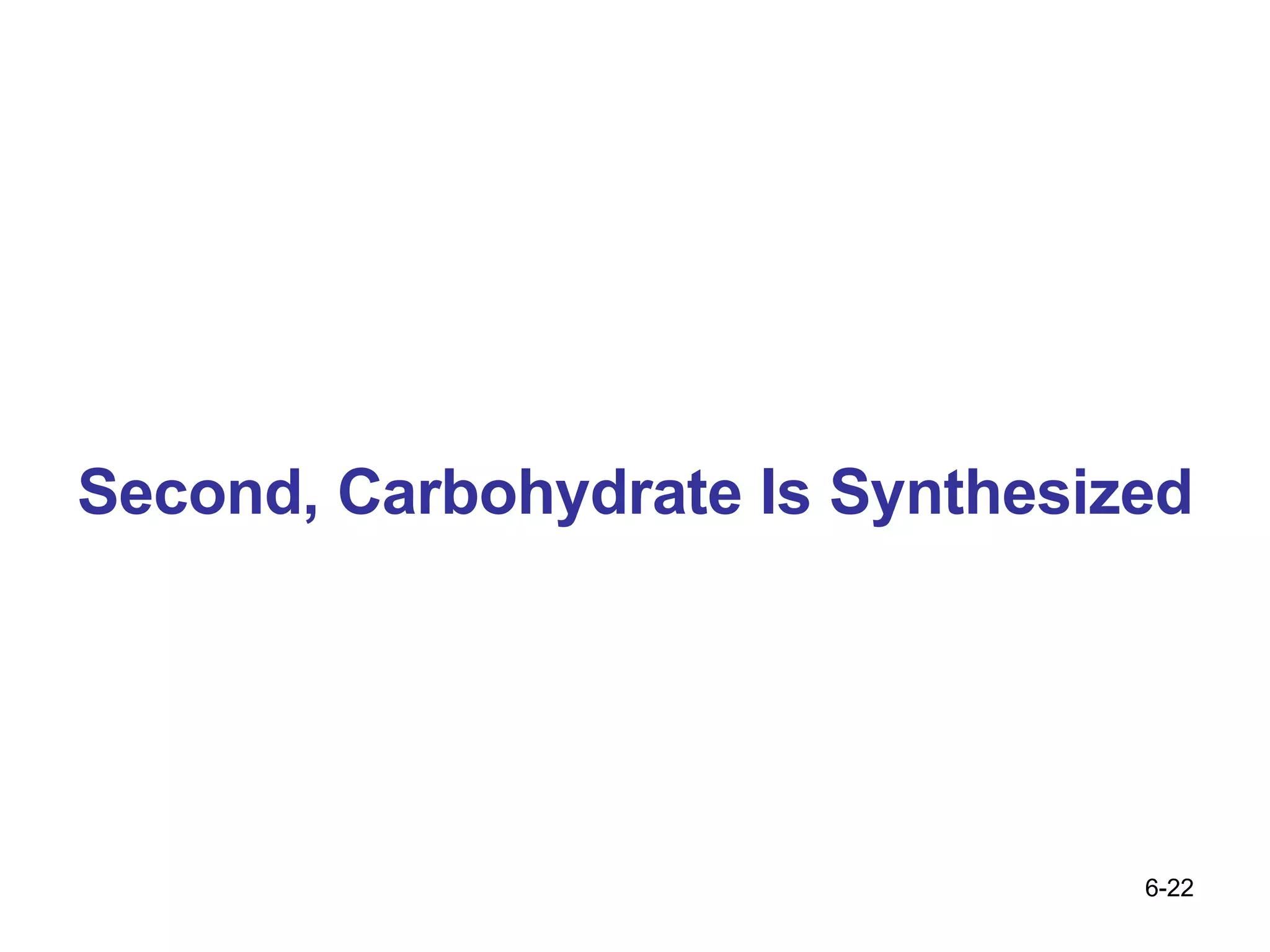 Second, Carbohydrate Is Synthesized 