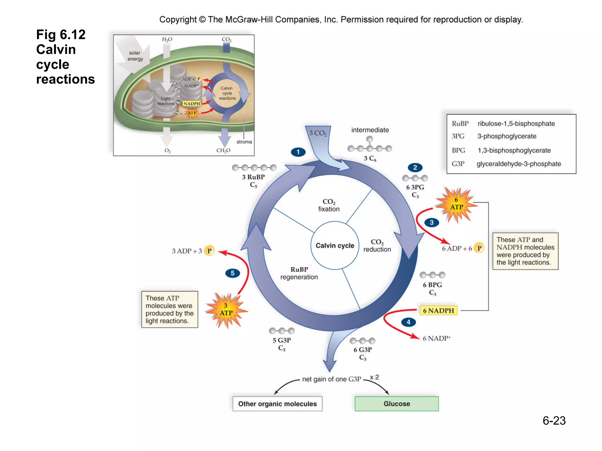 Fig 6.12  Calvin  cycle  reactions 