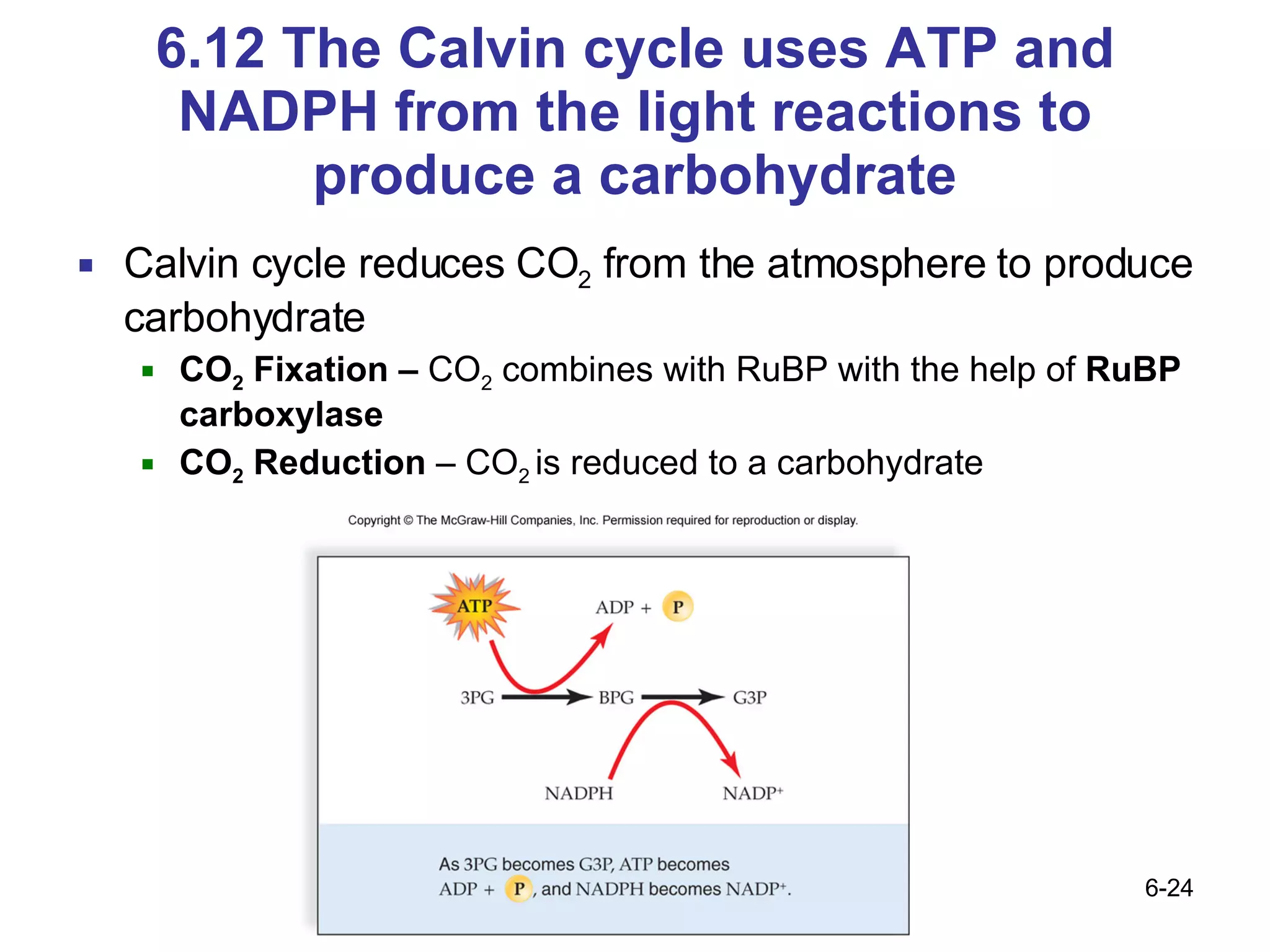 6.12 The Calvin cycle uses ATP and NADPH from the light reactions to produce a carbohydrate Calvin cycle reduces CO 2  from the atmosphere to produce carbohydrate CO 2  Fixation –  CO 2  combines with RuBP with the help of  RuBP carboxylase CO 2  Reduction  – CO 2  is reduced to a carbohydrate 