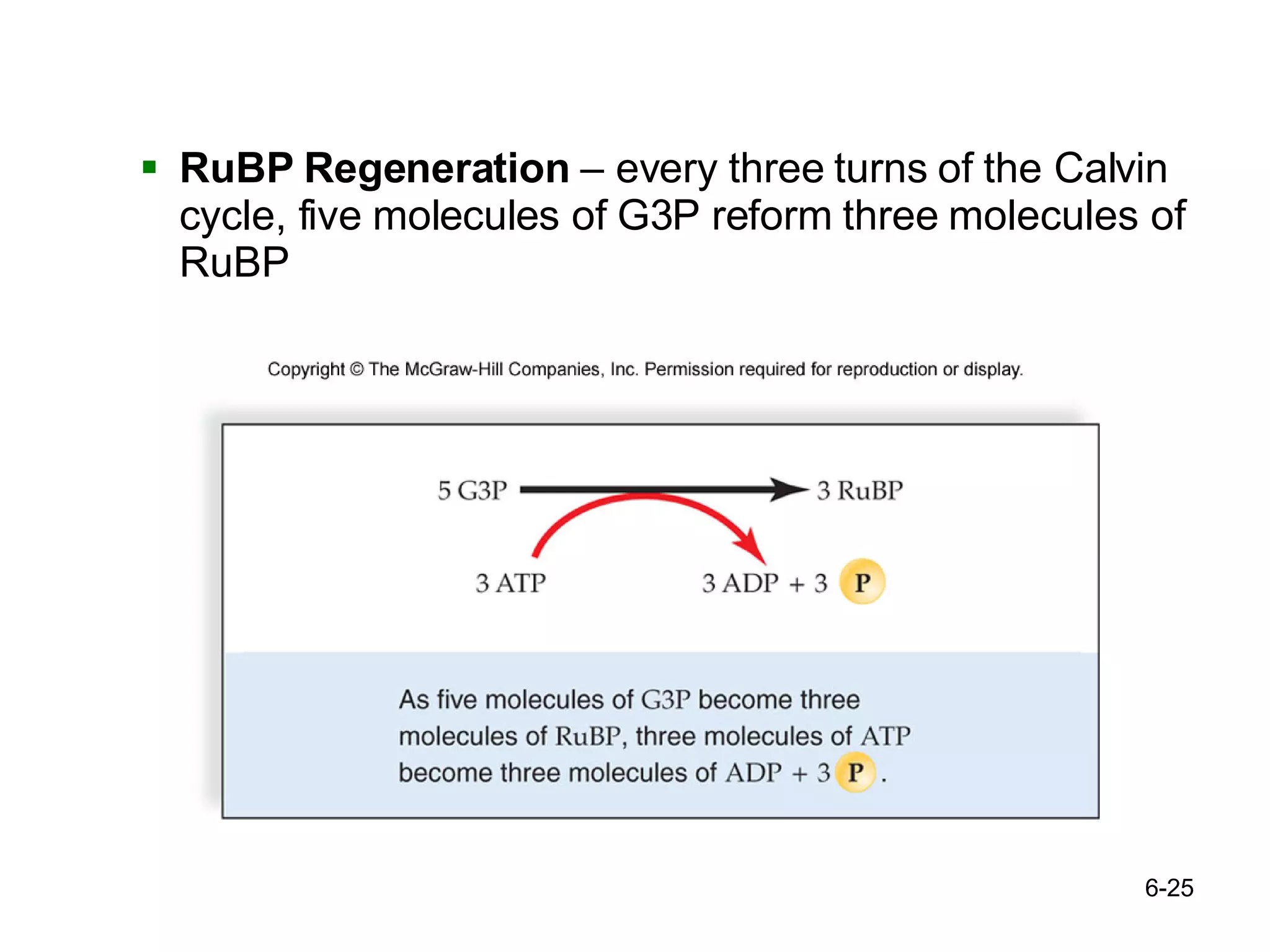 RuBP Regeneration  – every three turns of the Calvin cycle, five molecules of G3P reform three molecules of RuBP 