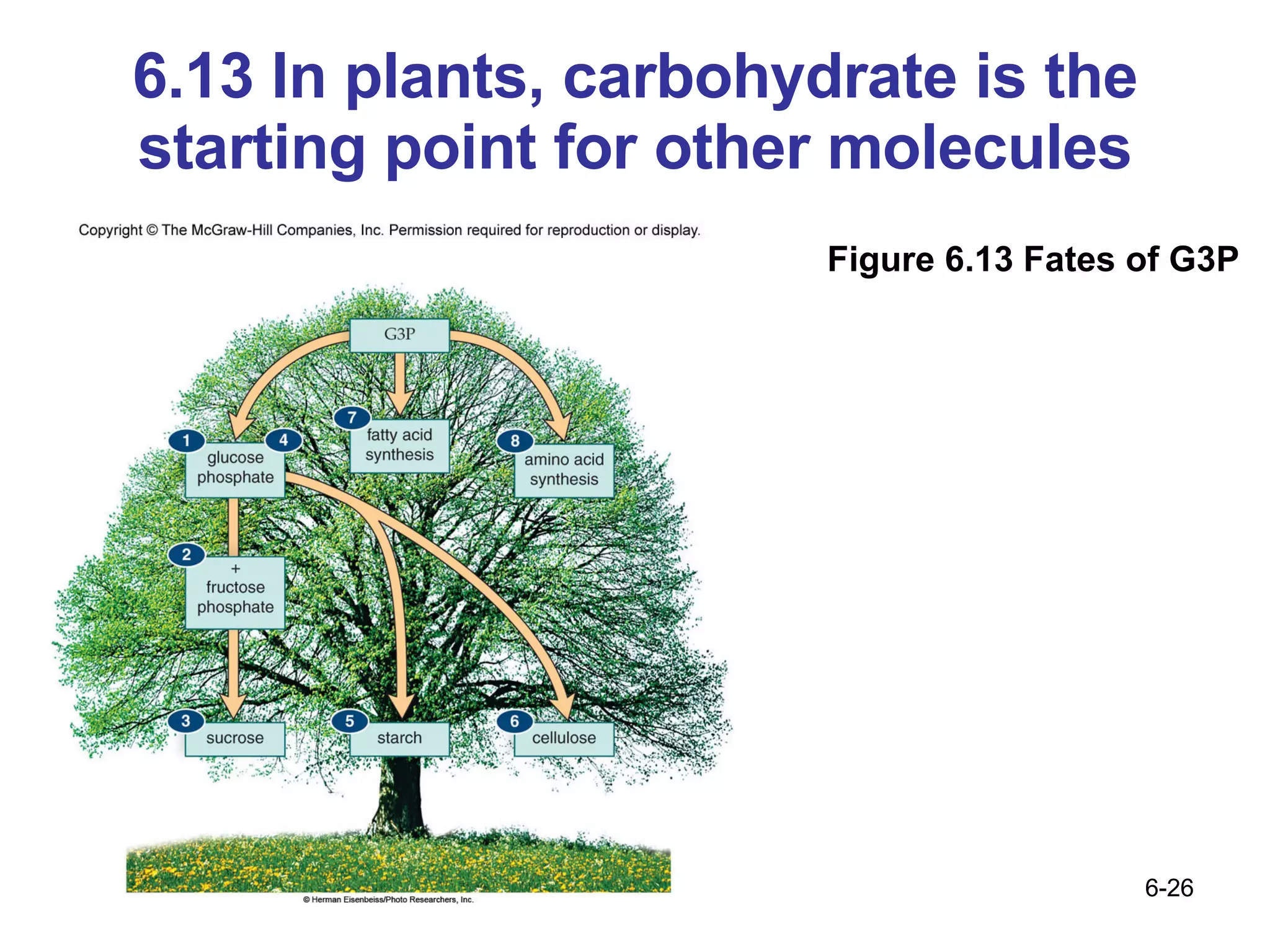 6.13 In plants, carbohydrate is the starting point for other molecules Figure 6.13 Fates of G3P 
