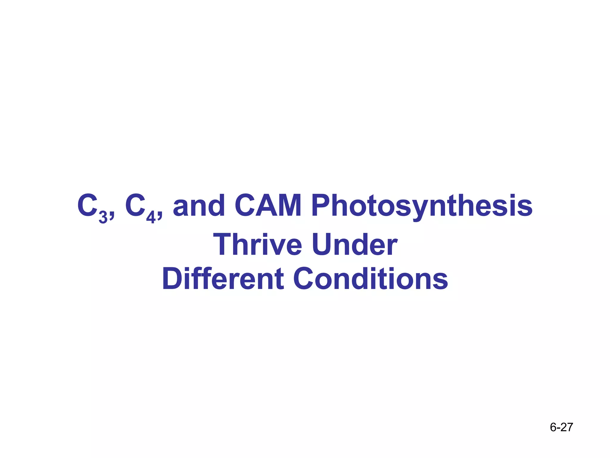 C 3 , C 4 , and CAM Photosynthesis Thrive Under Different Conditions 