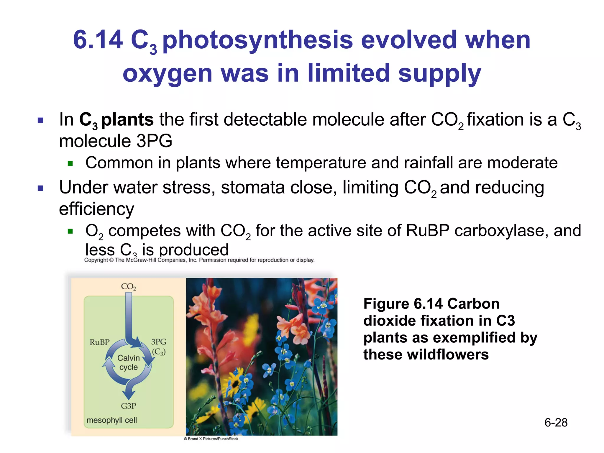 6.14 C 3  photosynthesis evolved when oxygen was in limited supply In  C 3  plants  the first detectable molecule after CO 2  fixation is a C 3  molecule 3PG Common in plants where temperature and rainfall are moderate   Under water stress, stomata close, limiting CO 2  and reducing efficiency O 2  competes with CO 2  for the active site of RuBP carboxylase, and less C 3  is produced Figure 6.14 Carbon dioxide fixation in C3 plants as exemplified by these wildflowers 