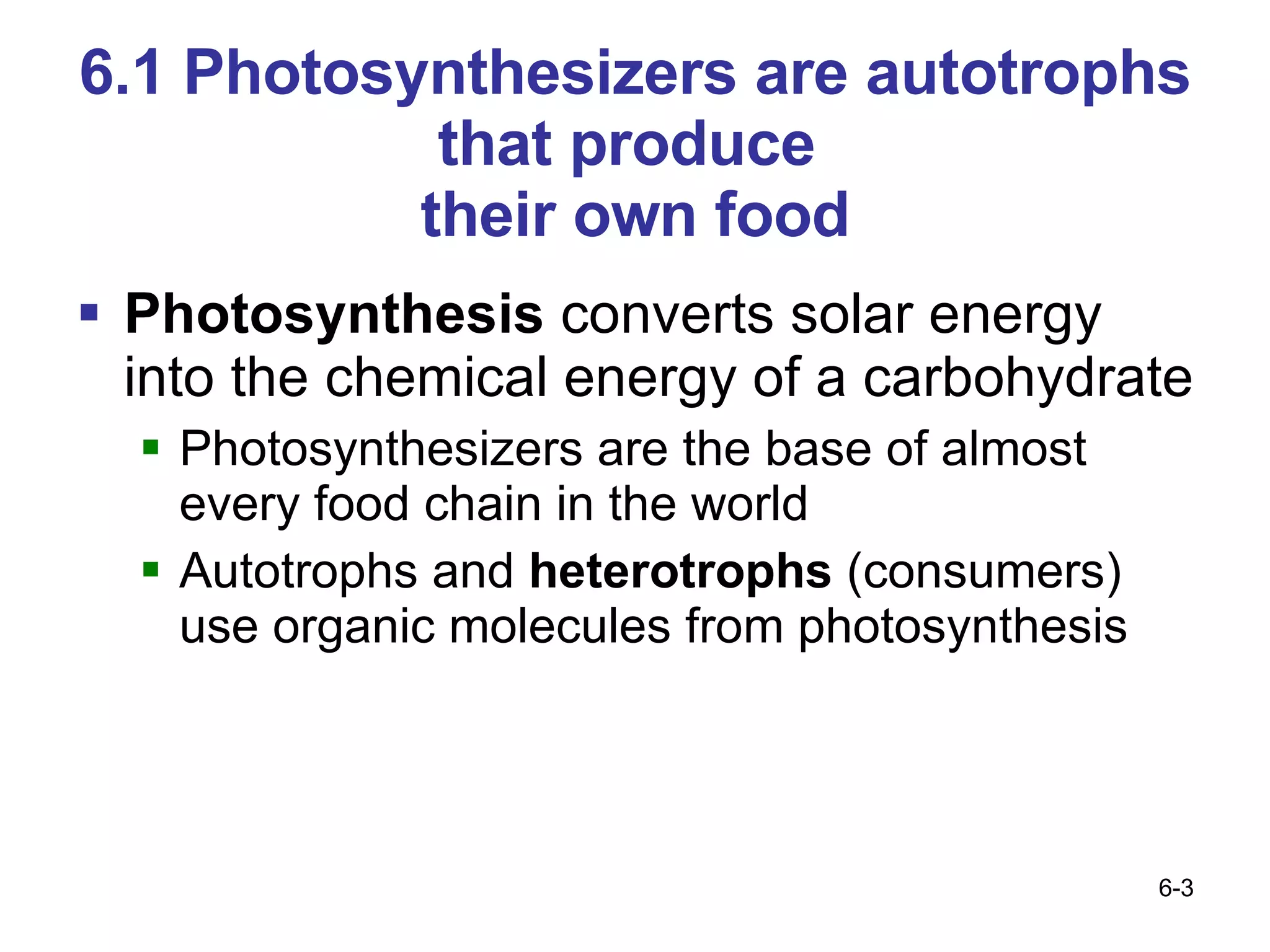 6.1 Photosynthesizers are autotrophs that produce  their own food Photosynthesis  converts solar energy into the chemical energy of a carbohydrate Photosynthesizers are the base of almost every food chain in the world Autotrophs and  heterotrophs  (consumers) use organic molecules from photosynthesis  