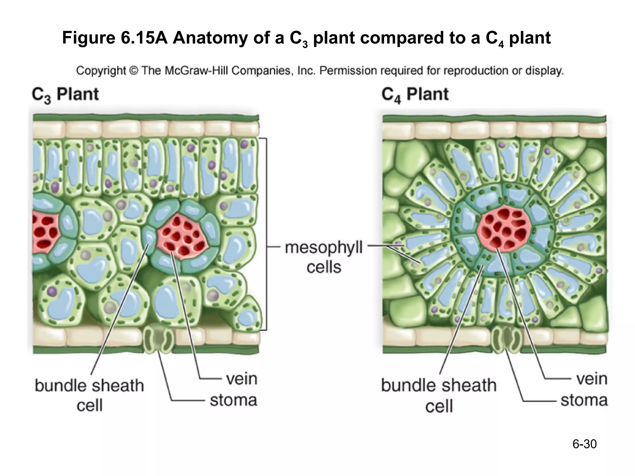 Figure 6.15A Anatomy of a C 3  plant compared to a C 4  plant 