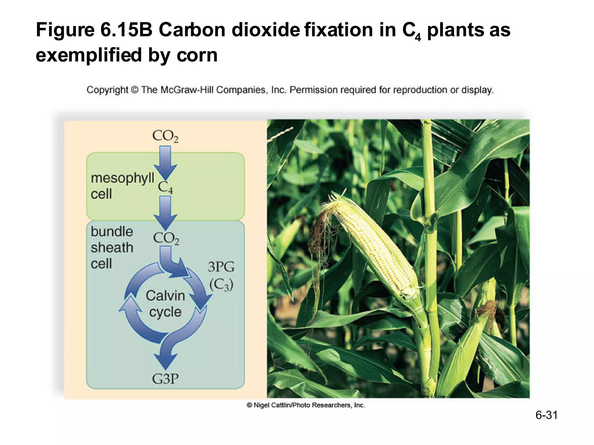 Figure 6.15B Carbon dioxide fixation in C 4  plants as exemplified by corn 