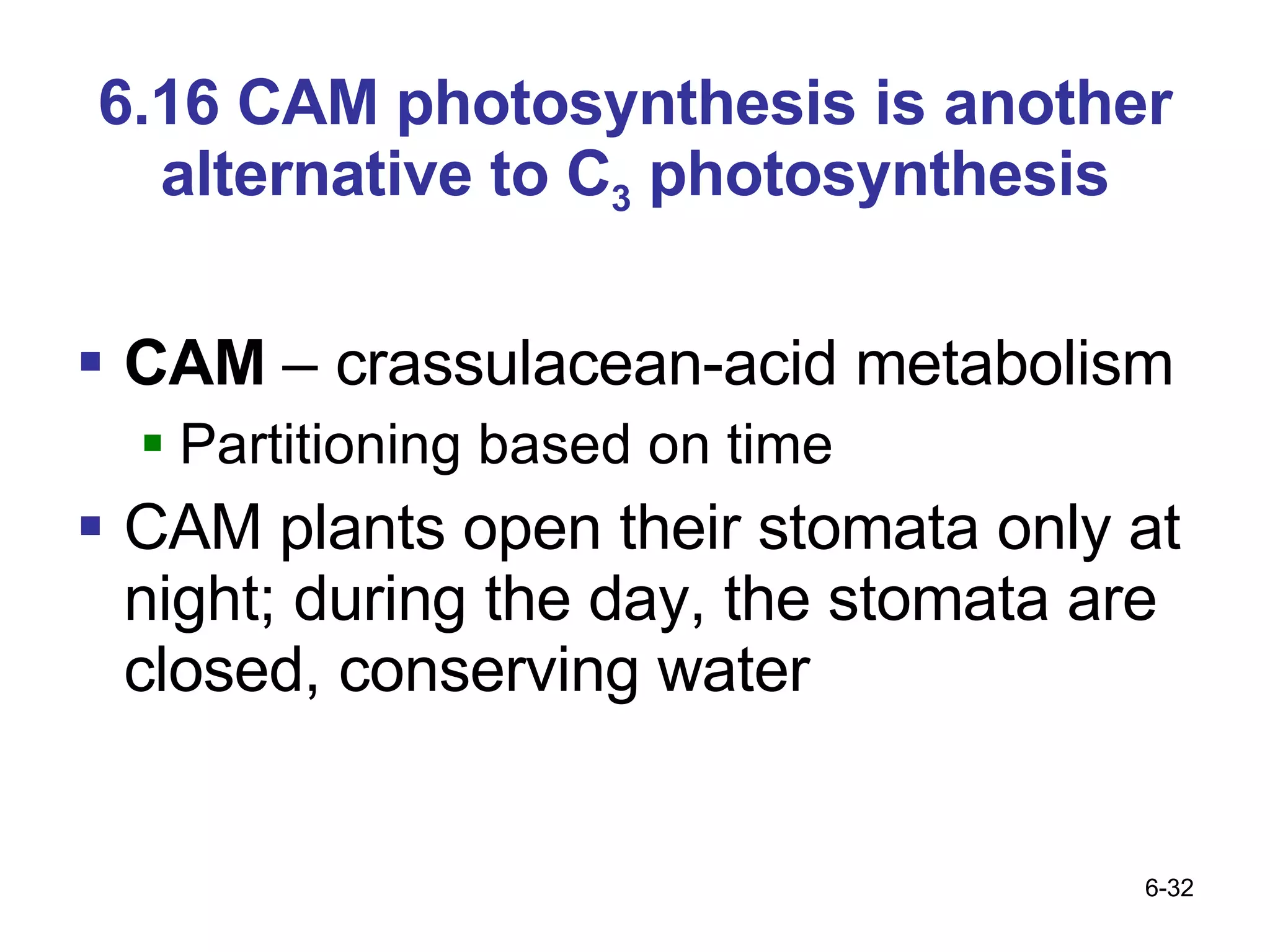 6.16 CAM photosynthesis is another alternative to C 3  photosynthesis CAM  – crassulacean-acid metabolism Partitioning based on time CAM plants open their stomata only at night; during the day, the stomata are closed, conserving water 