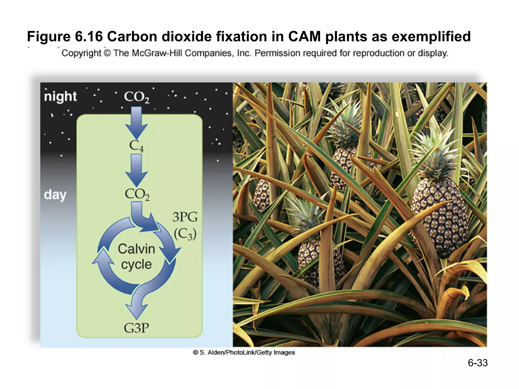 Figure 6.16 Carbon dioxide fixation in CAM plants as exemplified by pineapple 