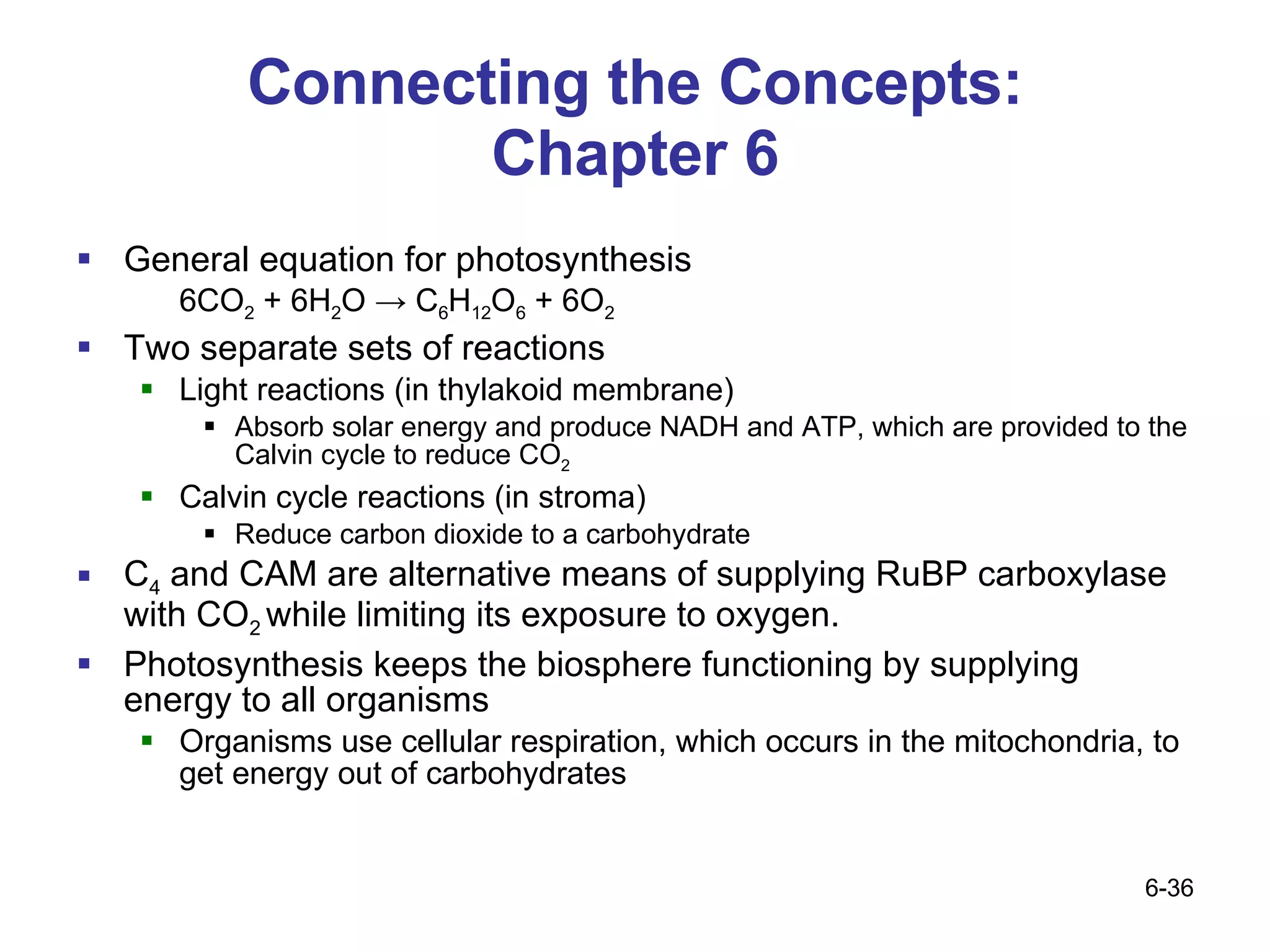 Connecting the Concepts: Chapter 6 General equation for photosynthesis 6CO 2  + 6H 2 O -> C 6 H 12 O 6  + 6O 2   Two separate sets of reactions Light reactions (in thylakoid membrane)  Absorb solar energy and produce NADH and ATP, which are provided to the Calvin cycle to reduce CO 2 Calvin cycle reactions (in stroma) Reduce carbon dioxide to a carbohydrate C 4  and CAM are alternative means of supplying RuBP carboxylase with CO 2  while limiting its exposure to oxygen. Photosynthesis keeps the biosphere functioning by supplying energy to all organisms Organisms use cellular respiration, which occurs in the mitochondria, to get energy out of carbohydrates 