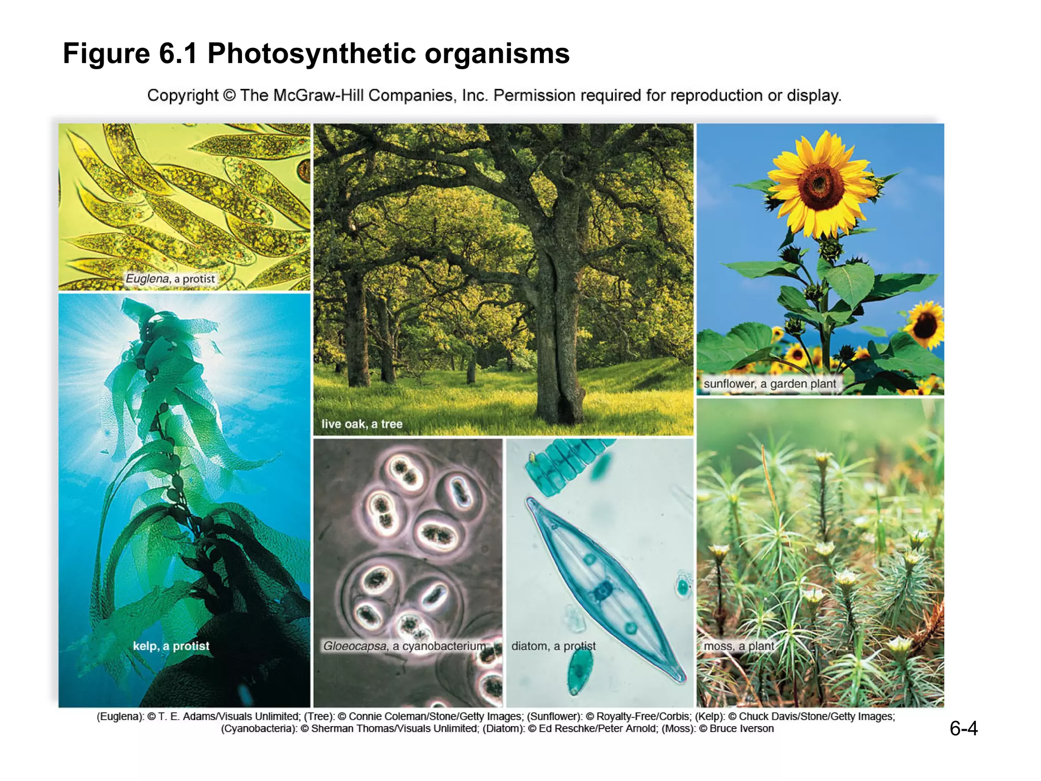 Figure 6.1 Photosynthetic organisms 