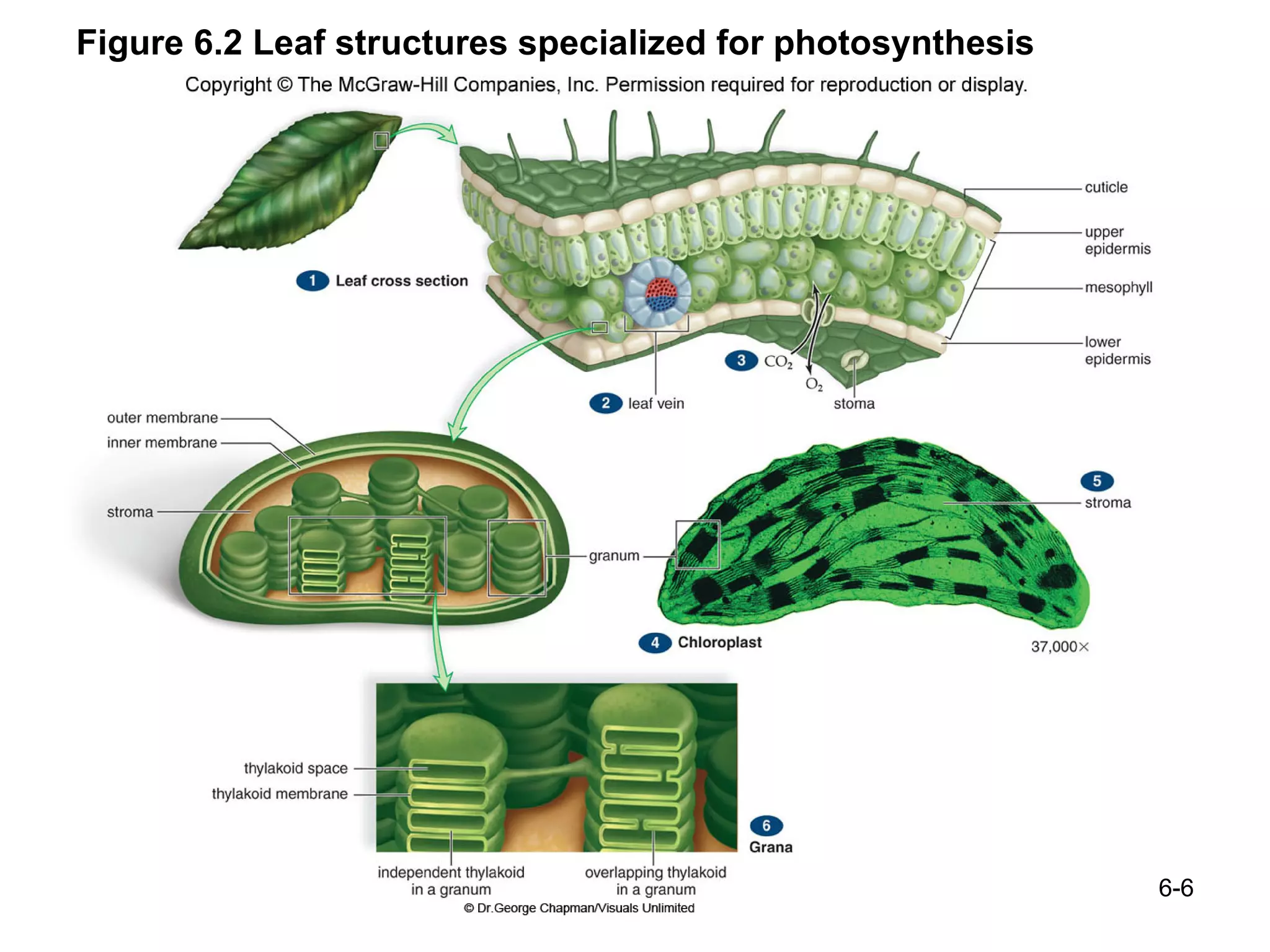 Figure 6.2 Leaf structures specialized for photosynthesis 
