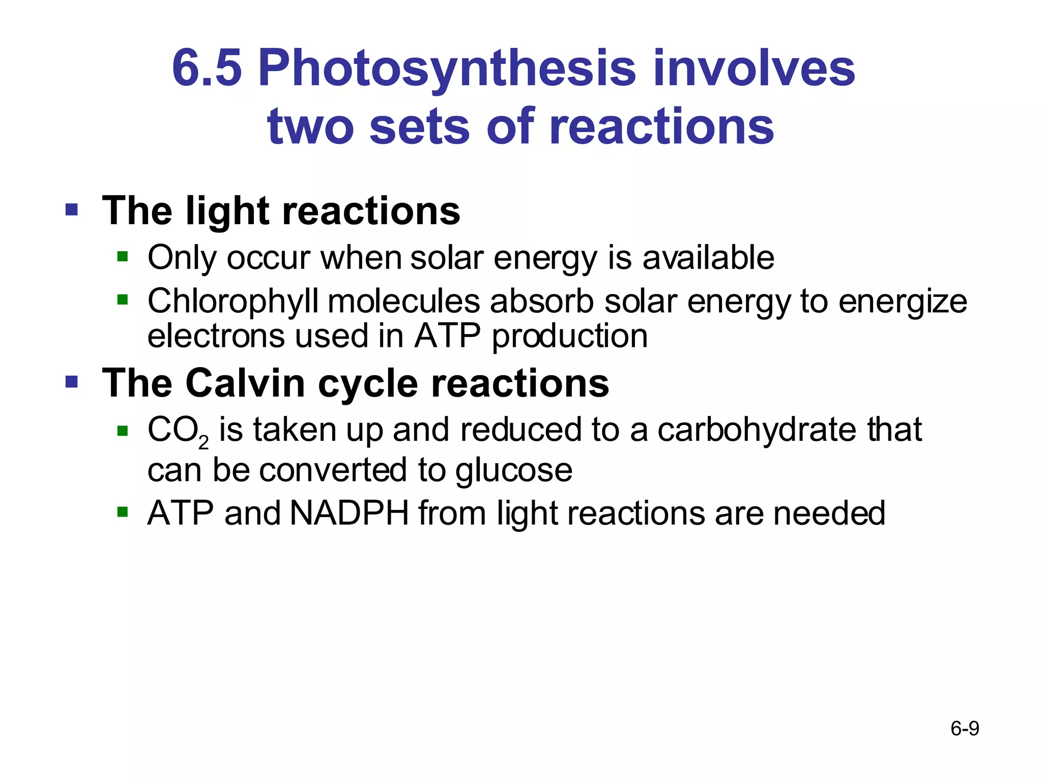 6.5 Photosynthesis involves  two sets of reactions The light reactions Only occur when solar energy is available Chlorophyll molecules absorb solar energy to energize electrons used in ATP production The Calvin cycle reactions CO 2  is taken up and reduced to a carbohydrate that can be converted to glucose ATP and NADPH from light reactions are needed 
