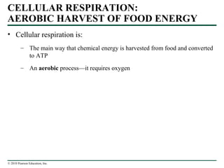 CELLULAR RESPIRATION:
AEROBIC HARVEST OF FOOD ENERGY
• Cellular respiration is:
– The main way that chemical energy is harvested from food and converted
to ATP
– An aerobic process—it requires oxygen
© 2010 Pearson Education, Inc.
 