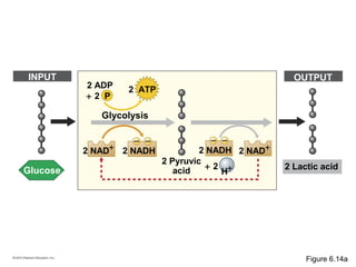 Glucose
2 ATP
2 NAD+
2 NADH 2 NADH 2 NAD+
+ 2
2 ADP
2 Pyruvic
acid 2 Lactic acid
Glycolysis
INPUT OUTPUT
+ 2 P
H+
Figure 6.14a
 