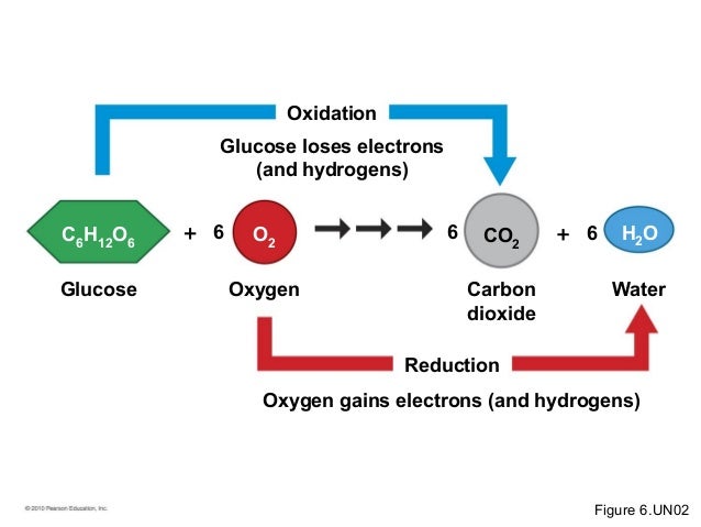Which Process Reduces Molecular Oxygen To Water bio