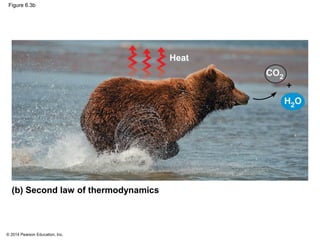 © 2014 Pearson Education, Inc.
Figure 6.3b
(b) Second law of thermodynamics
Heat
 