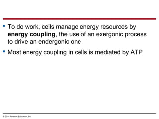  To do work, cells manage energy resources by
energy coupling, the use of an exergonic process
to drive an endergonic one...