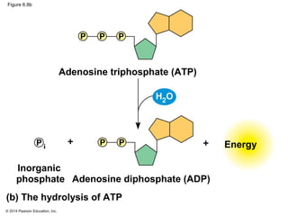 © 2014 Pearson Education, Inc.
Figure 6.8b
(b) The hydrolysis of ATP
Energy
Adenosine triphosphate (ATP)
Adenosine diphosp...