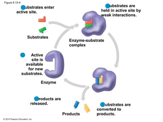 © 2014 Pearson Education, Inc.
Figure 6.15-4
Substrates
Enzyme
Substrates are
converted to
products.
Products are
released...
