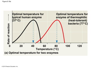 © 2014 Pearson Education, Inc.
Figure 6.16a
Temperature (°C)
Optimal temperature for
enzyme of thermophilic
(heat-tolerant...