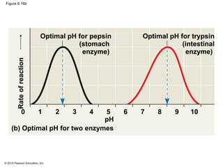 © 2014 Pearson Education, Inc.
Figure 6.16b
Optimal pH for pepsin
(stomach
enzyme)
Optimal pH for trypsin
(intestinal
enzy...