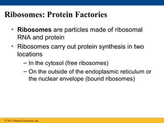 06 lecture presentation | PPT | Biological Sciences | Science