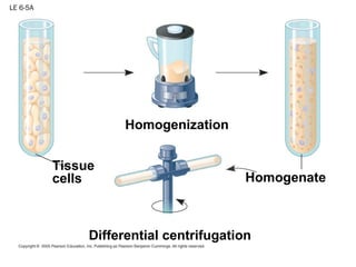 LE 6-5A
Homogenization
Homogenate
Tissue
cells
Differential centrifugation
 