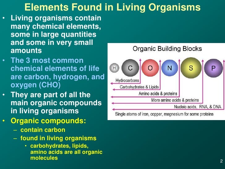 06 macromolecule construction and carbs