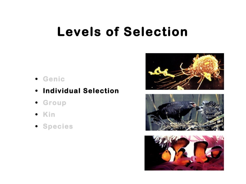Which Example Describes Microevolution – AUYGYA