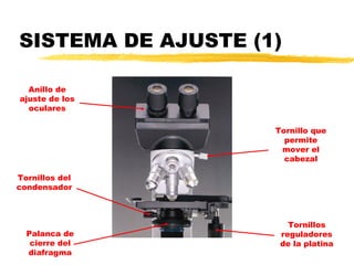 SISTEMA DE AJUSTE (1)

  Anillo de
ajuste de los
  oculares

                    Tornillo que
                      permite
                     mover el
                      cabezal

Tornillos del
condensador



                       Tornillos
  Palanca de         reguladores
   cierre del        de la platina
  diafragma
 