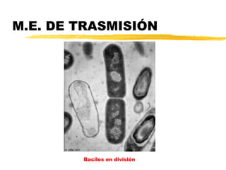 M.E. DE TRASMISIÓN




        Bacilos en división
 