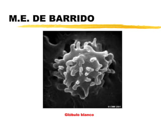 M.E. DE BARRIDO




         Glóbulo blanco
 