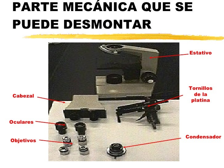 microscopio