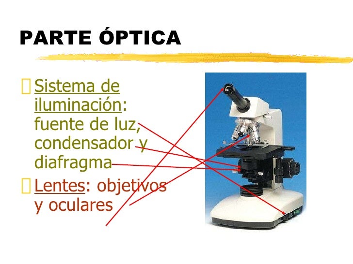 microscopio