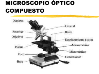MICROSCOPIO ÓPTICO COMPUESTO 