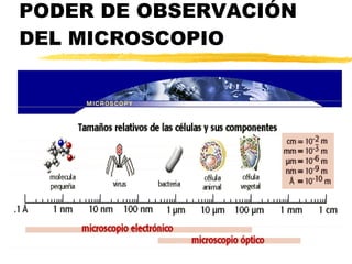 PODER DE OBSERVACIÓN DEL MICROSCOPIO 