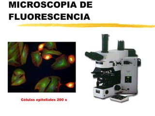 MICROSCOPIA DE FLUORESCENCIA Células epiteliales 200 x 