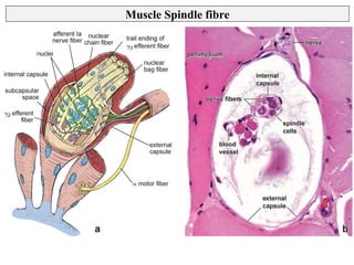 Muscle Tissue - Histology Slides Types of Muscle Tissue | PPT