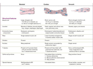 Muscle Tissue - Histology Slides Types of Muscle Tissue | PPT