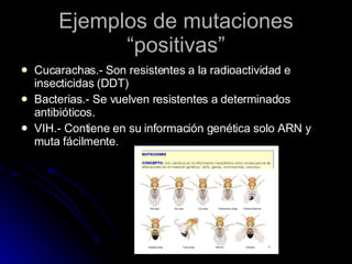 Ejemplos de mutaciones “positivas” Cucarachas.- Son resistentes a la radioactividad e insecticidas (DDT) Bacterias.- Se vuelven resistentes a determinados antibióticos. VIH.- Contiene en su información genética solo ARN y muta fácilmente. 
